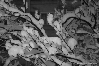 Winter night