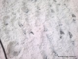 zăpadă frământată pe un strat de gheață, trotuar, șos. Colentina 1-3 (bloc zig-zag)